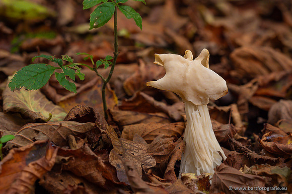 Paddenstoelen 2024-095
