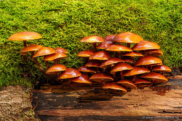 Paddenstoelen 2024-079