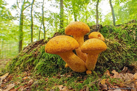 Paddenstoelen 2024-014