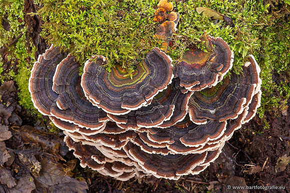 Paddenstoelen 2025-002