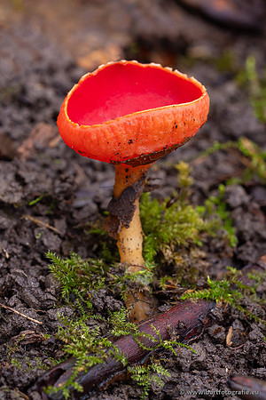 Paddenstoelen 2025-003
