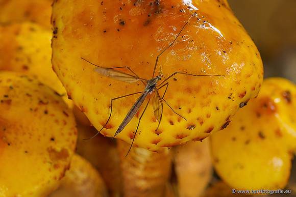 Paddenstoelen 2025-001