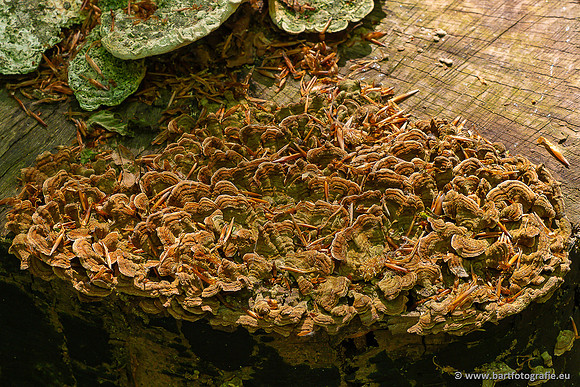 Paddenstoelen 2025-005