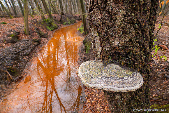 Paddenstoelen 2025-004