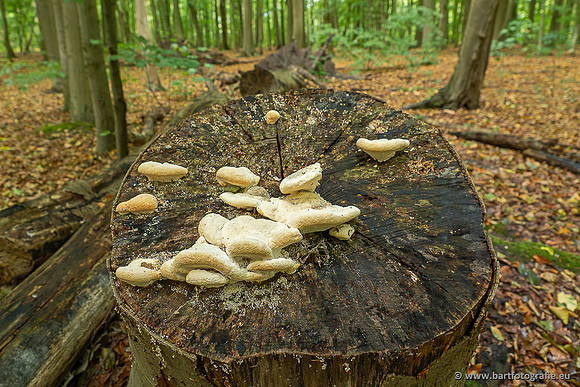 Paddenstoelen 2025-008