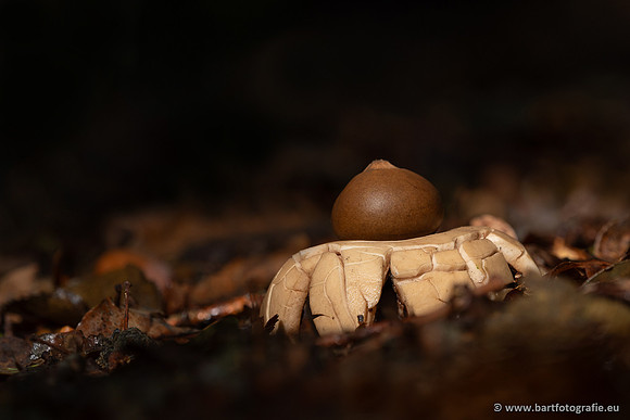 Paddenstoelen 2025-009