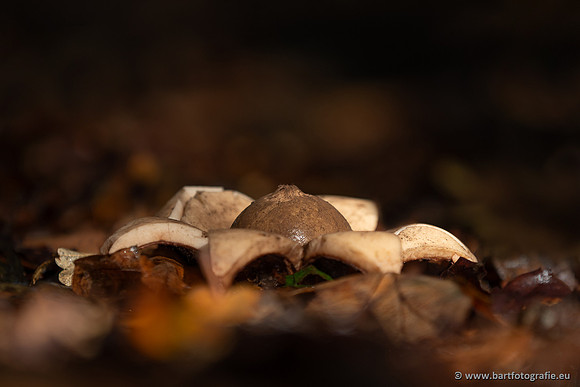 Paddenstoelen 2025-011