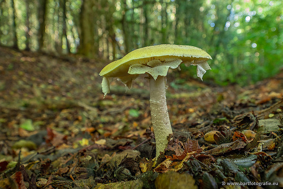 Paddenstoelen 2025-014