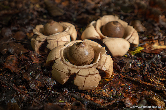 Paddenstoelen 2025-016