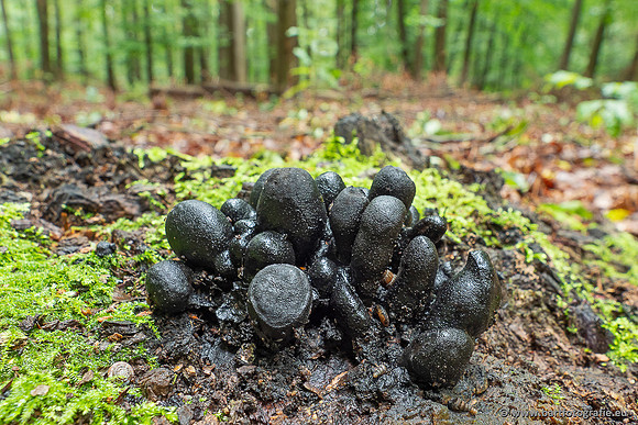 Paddenstoelen 2025-017