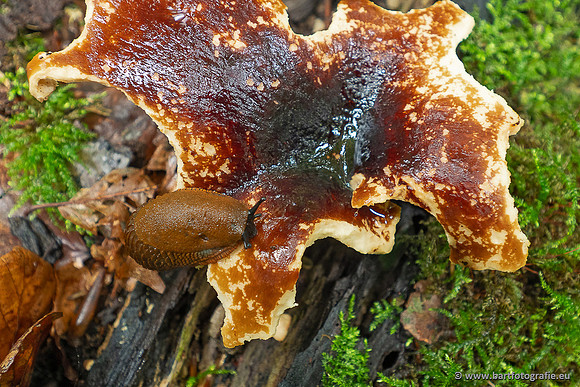 Paddenstoelen 2025-018