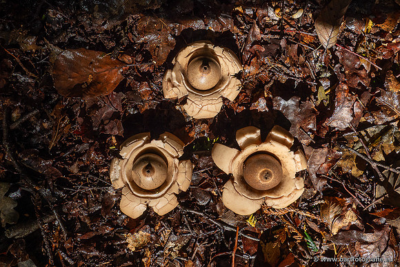 Paddenstoelen 2025-015
