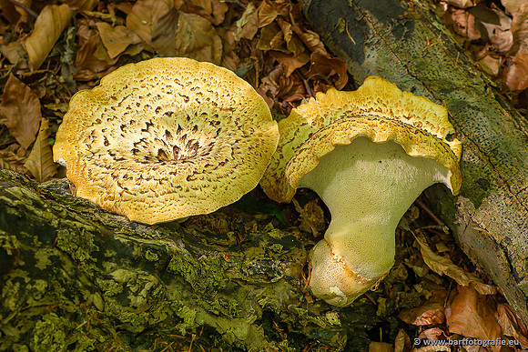 Paddenstoelen 2025-006