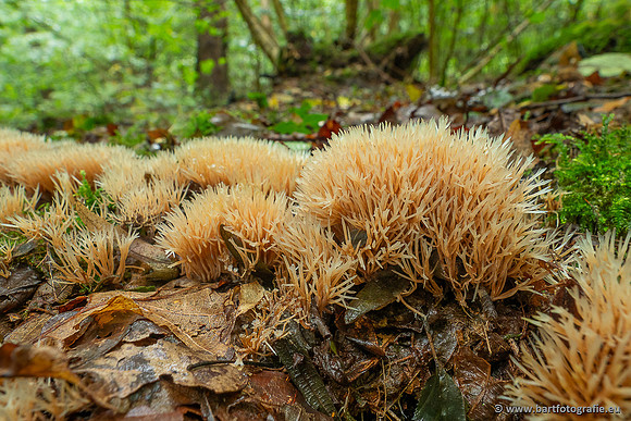 Paddenstoelen 2025-020
