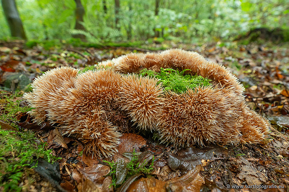 Paddenstoelen 2025-022
