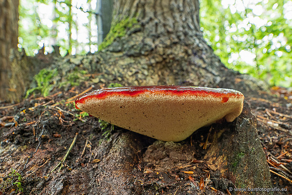 Paddenstoelen 2025-024