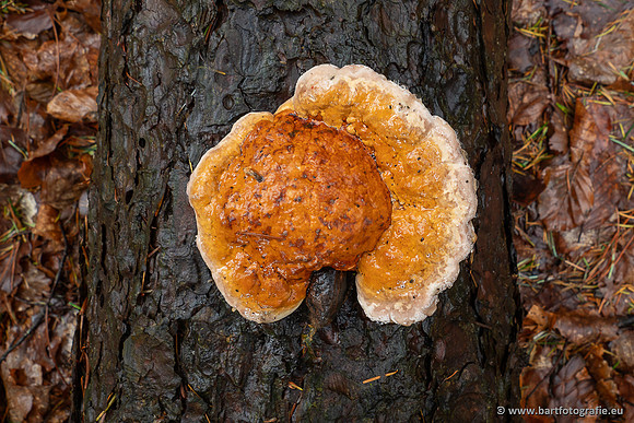 Paddenstoelen 2025-025