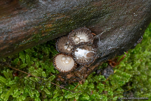 Paddenstoelen 2025-027