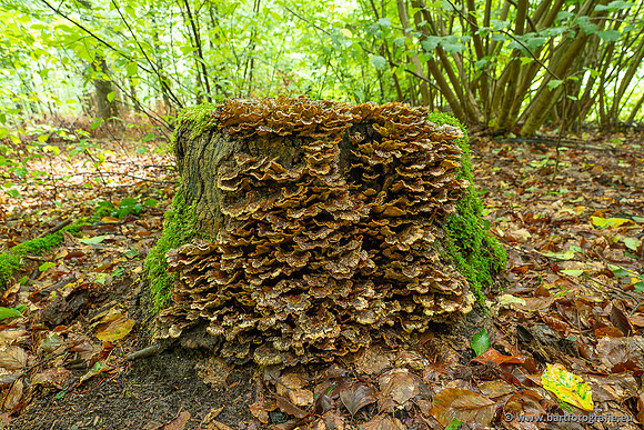 Paddenstoelen 2025-019