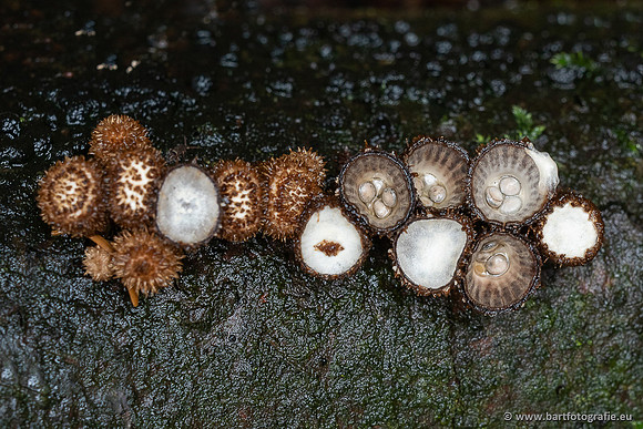 Paddenstoelen 2025-028
