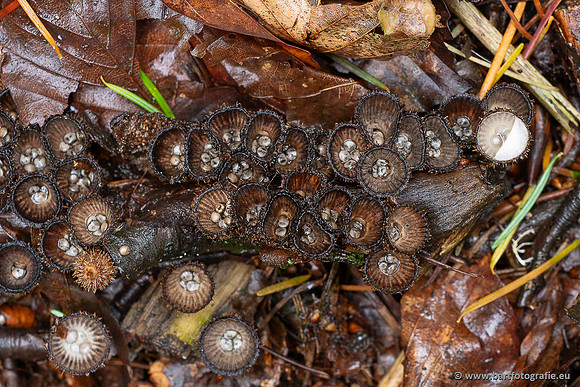 Paddenstoelen 2025-029