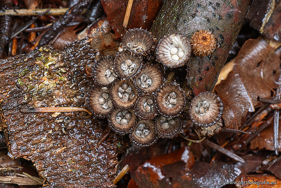Paddenstoelen 2025-030