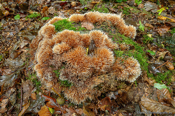 Paddenstoelen 2025-021