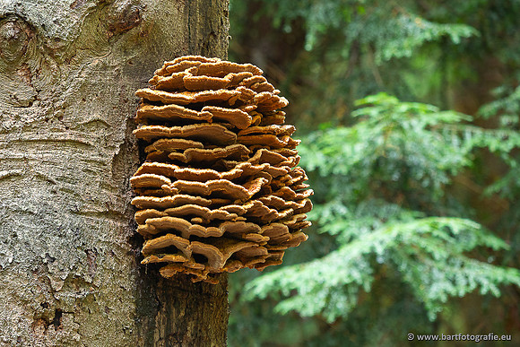 Paddenstoelen 2025-033