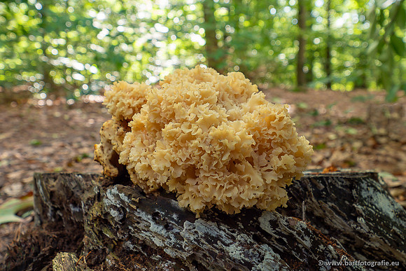 Paddenstoelen 2025-034
