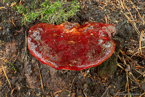 Paddenstoelen 2025-023