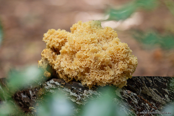 Paddenstoelen 2025-035