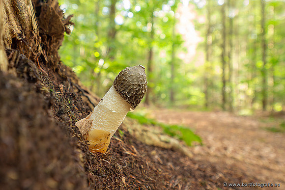 Paddenstoelen 2025-036