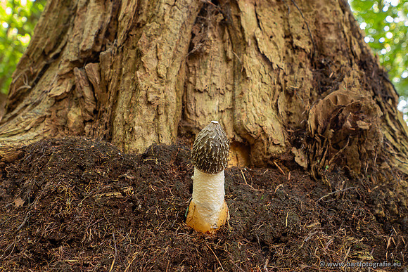 Paddenstoelen 2025-037