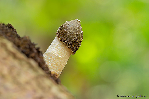 Paddenstoelen 2025-038