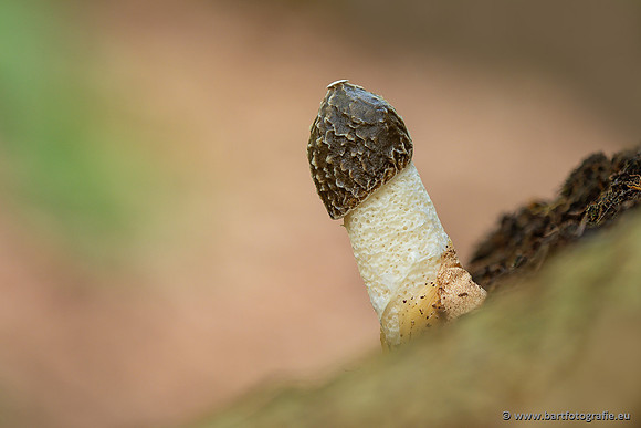 Paddenstoelen 2025-039