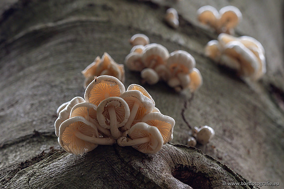 Paddenstoelen 2025-040