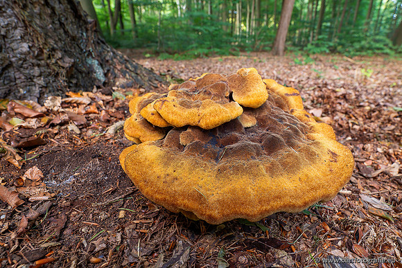 Paddenstoelen 2025-042