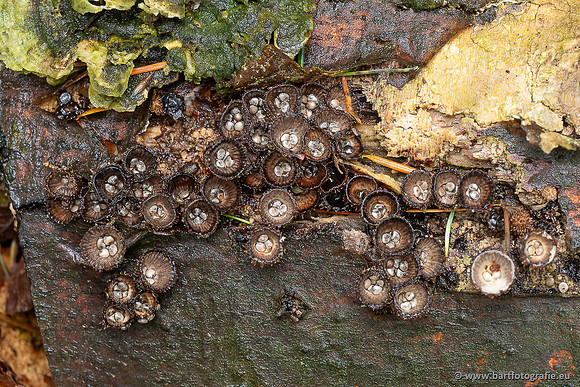 Paddenstoelen 2025-026