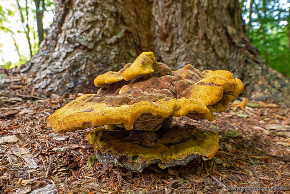 Paddenstoelen 2025-043