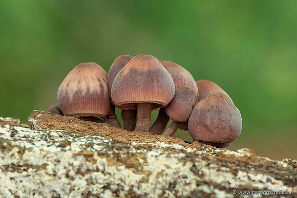 Paddenstoelen 2025-044