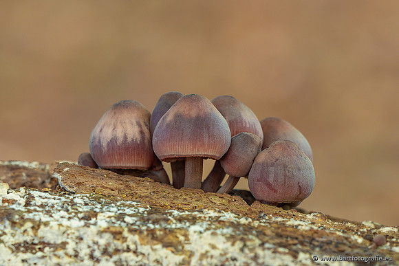 Paddenstoelen 2025-045