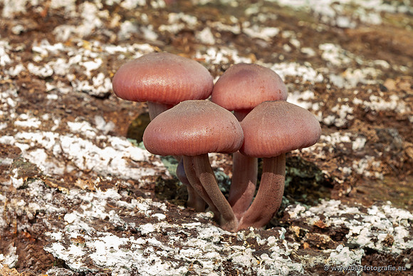 Paddenstoelen 2025-046