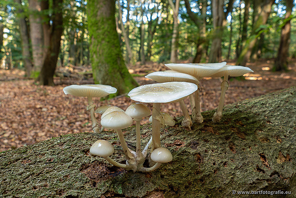 Paddenstoelen 2025-047