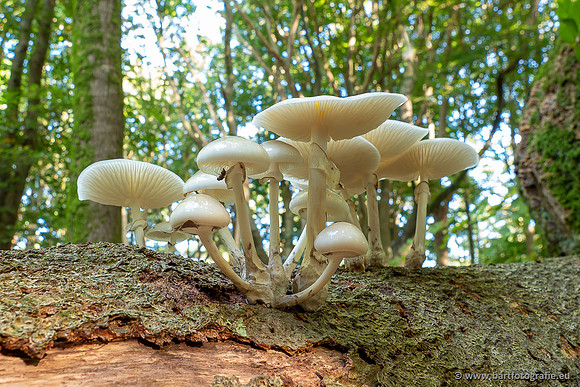Paddenstoelen 2025-048
