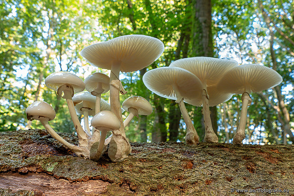 Paddenstoelen 2025-049