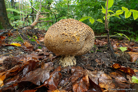 Paddenstoelen 2025-031