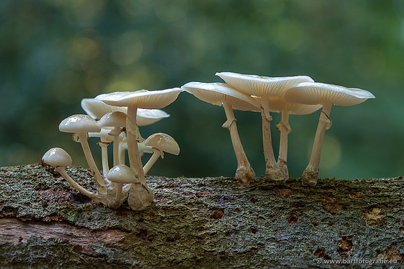 Paddenstoelen 2025-051