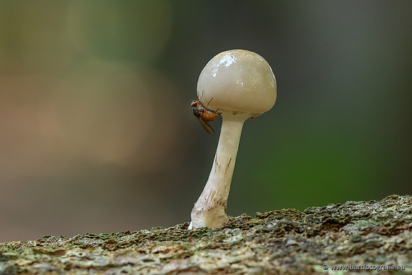 Paddenstoelen 2025-052