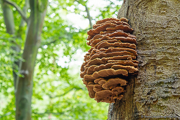 Paddenstoelen 2025-032