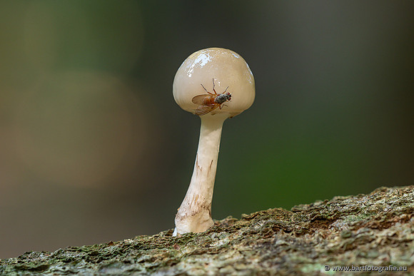 Paddenstoelen 2025-053